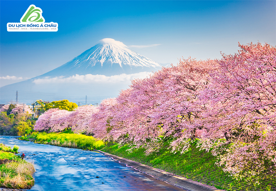 TOUR NHẬT BẢN MÙA HOA ANH ĐÀO: CUNG ĐƯỜNG VÀNG OSAKA – KOBE – KYOTO – ...